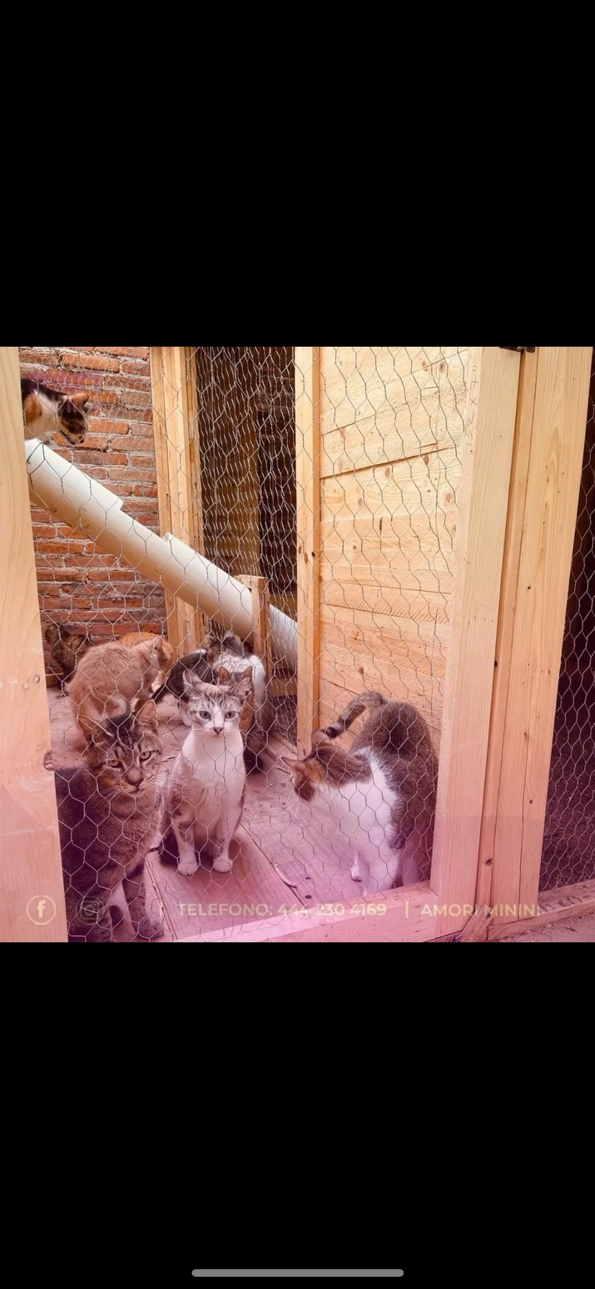 Gatito rescatado 2 — comunidad Adoptamor MISY