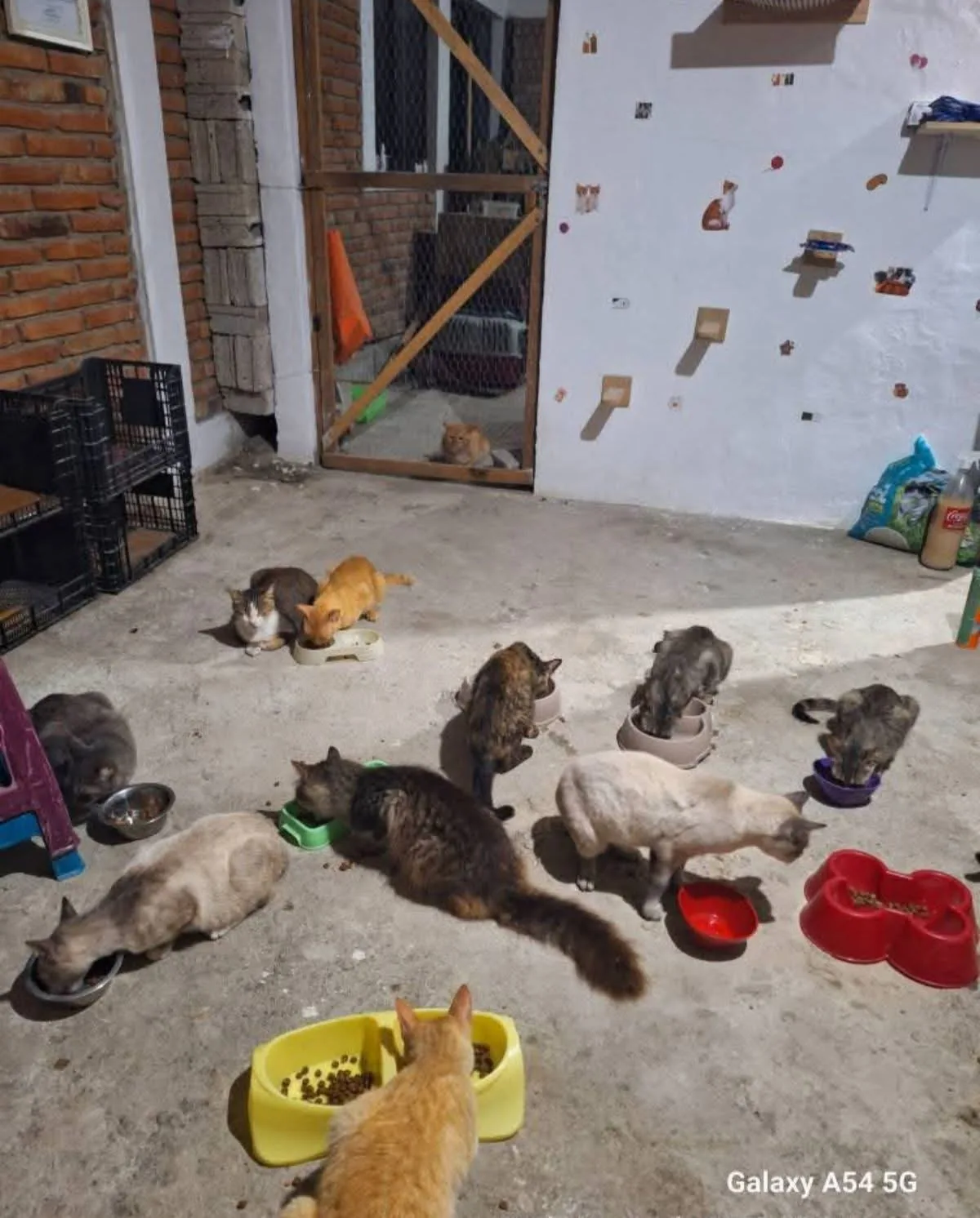 Gatito rescatado 8 — comunidad Adoptamor MISY