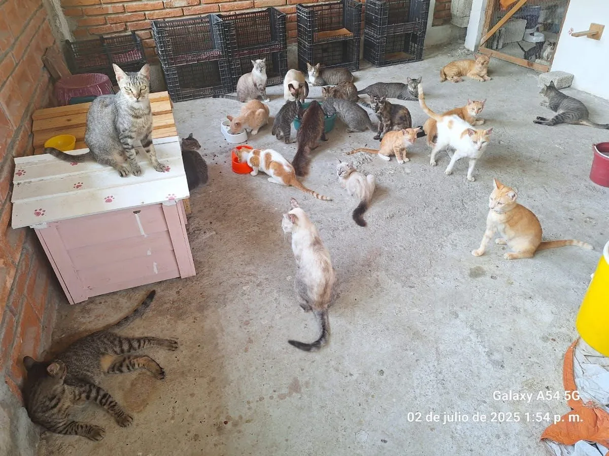 Gatito rescatado 9 — comunidad Adoptamor MISY