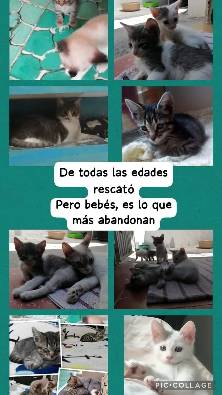 Gatito rescatado 10 — comunidad Adoptamor MISY