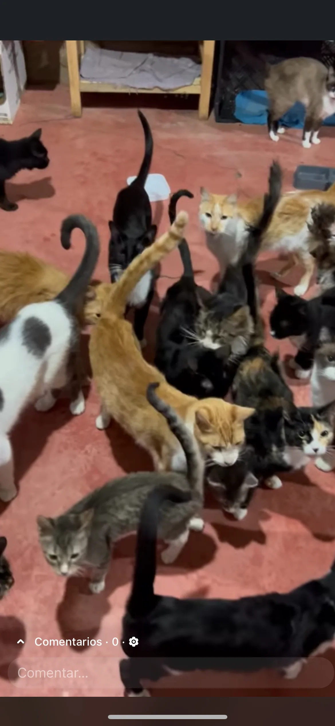 Gatito rescatado 11 — comunidad Adoptamor MISY