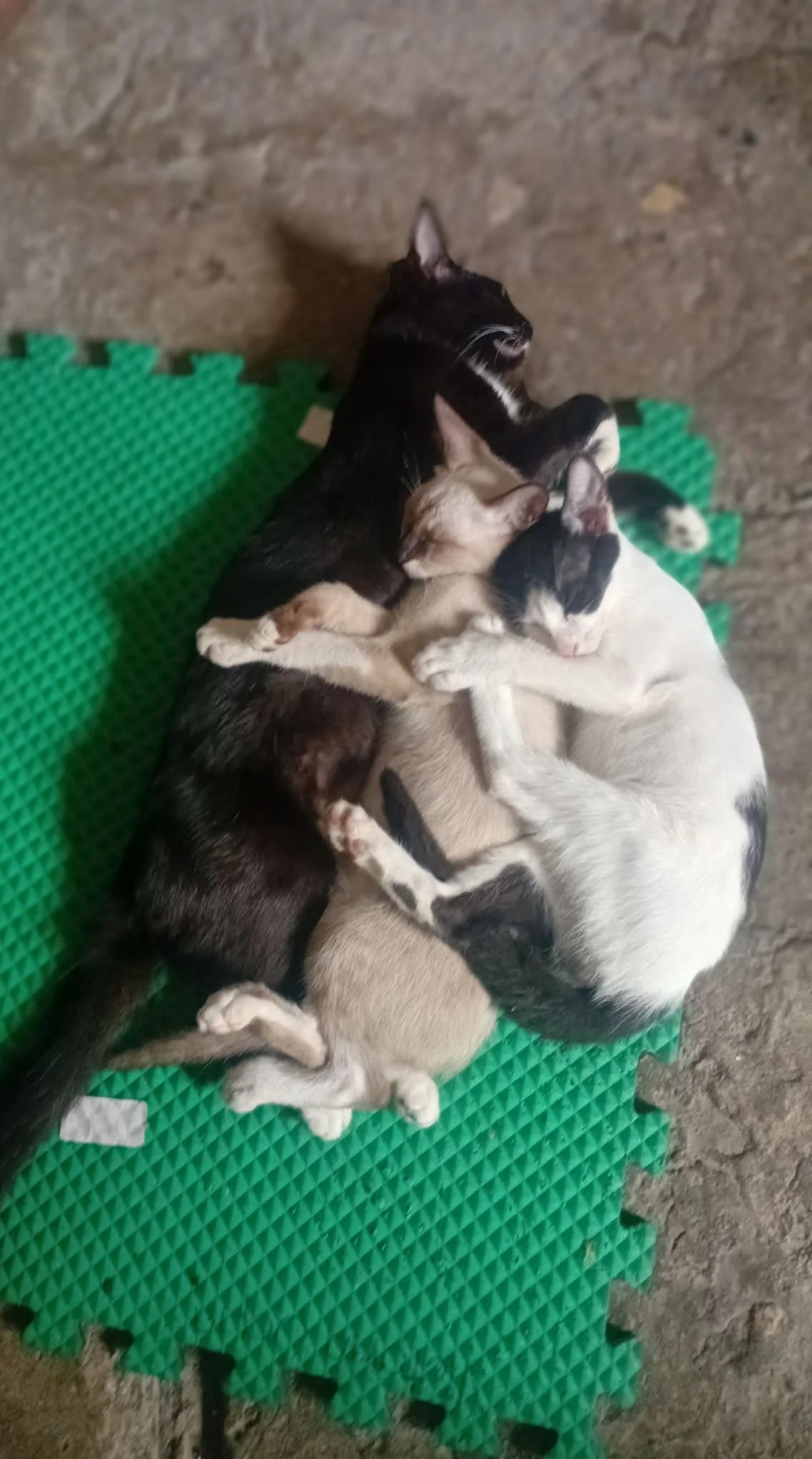 Gatito rescatado 12 — comunidad Adoptamor MISY