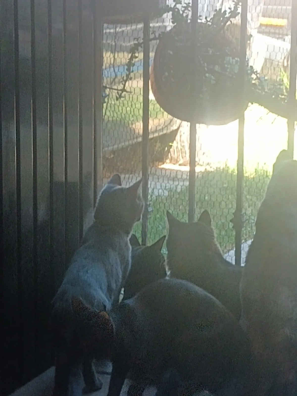 Gatito rescatado 13 — comunidad Adoptamor MISY