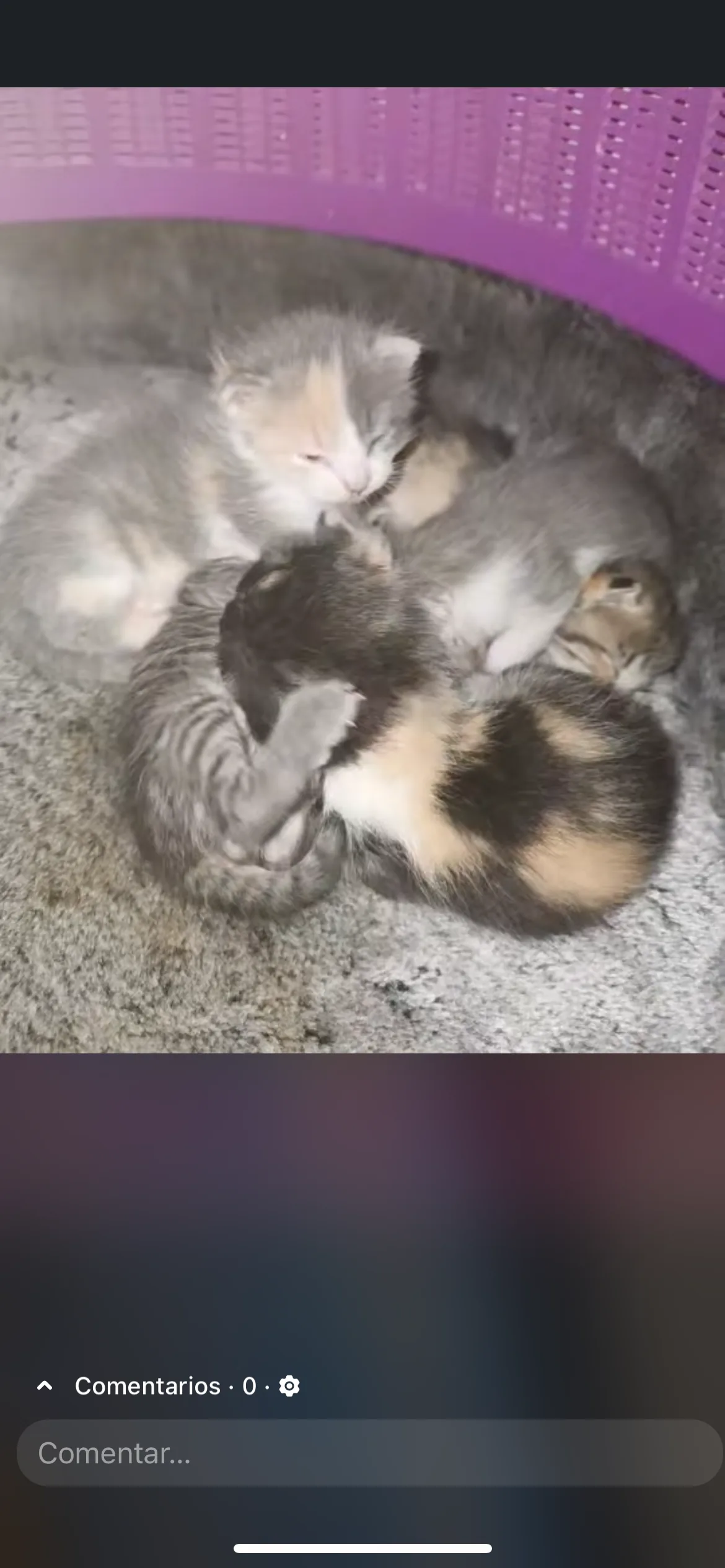 Gatito rescatado 15 — comunidad Adoptamor MISY
