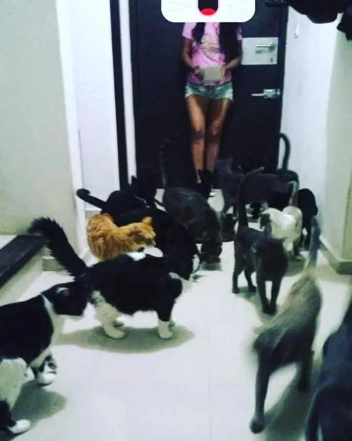 Gatito rescatado 18 — comunidad Adoptamor MISY